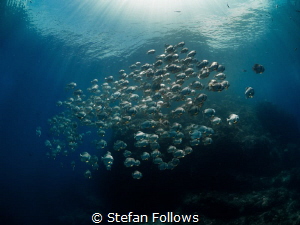 "It's a long road, there's no turning back..." FP. Longfi... by Stefan Follows 